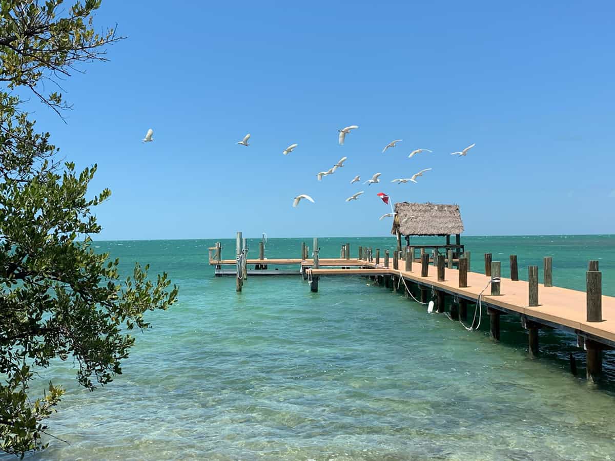  An image of one of the palm tree-lined beach areas next to the pier