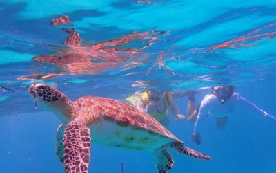 Sea Turtle Nesting Awareness