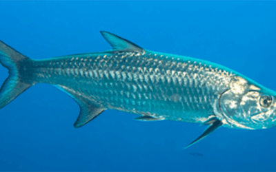 Middle Keys Tarpon Migration