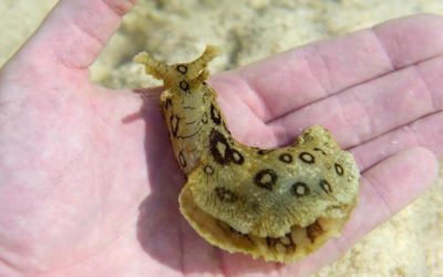 Creature Feature: Spotted Sea Hare