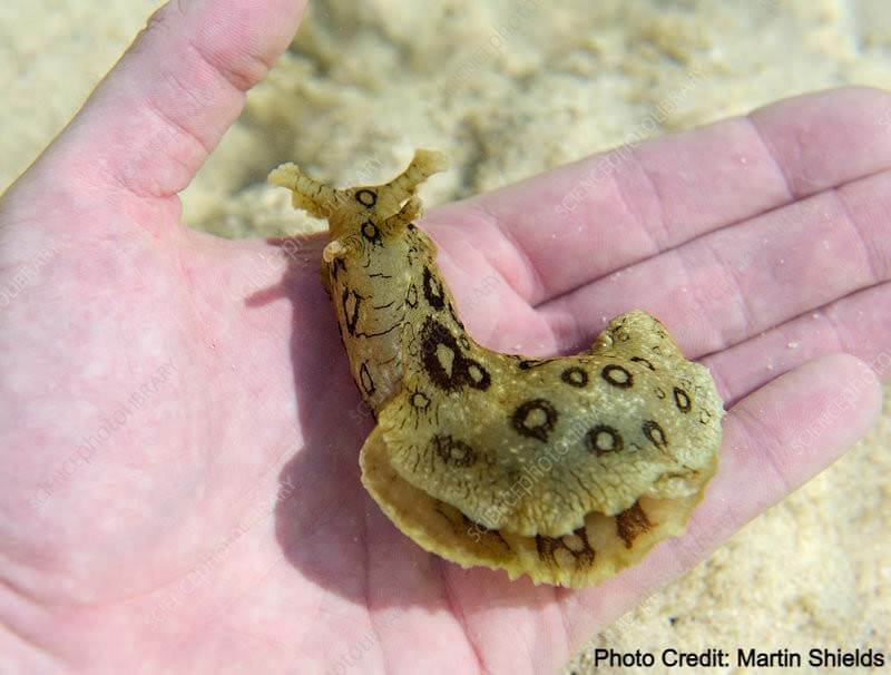 Creature Feature: Spotted Sea Hare