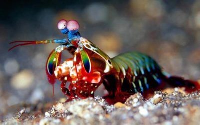 Creature Feature: Peacock Mantis Shrimp