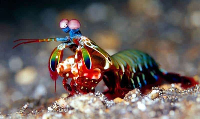 Mantis Shrimp