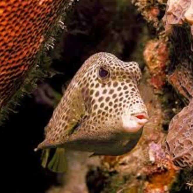 buffalo trunkfish