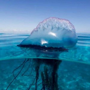Portuguese Man O' War