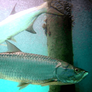 tarpon
