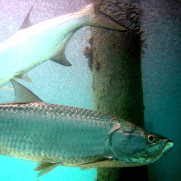 tarpon