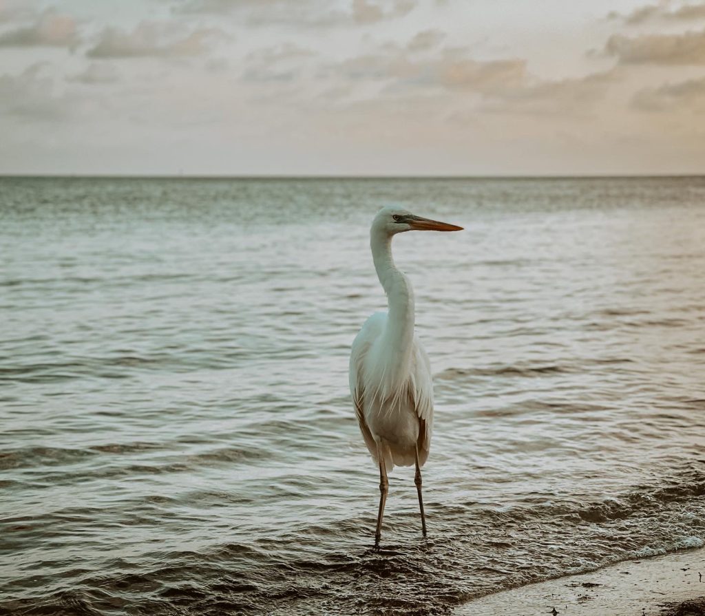 Creature Feature: Edgar! 5 22CFB5C2 C339 44B7 8946 B1819F5EFF30