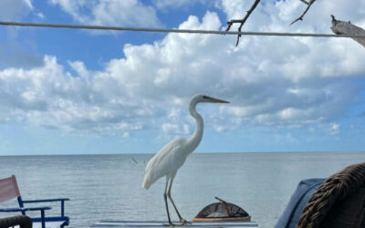 Creature Feature: Great White Heron