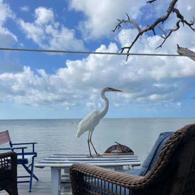 Creature Feature: Great White Heron