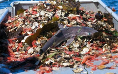 Industry Destroying Industry: Overfishing