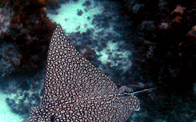 Creature Feature: Spotted Eagle Ray