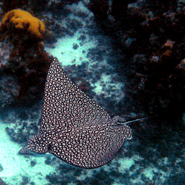 Creature Feature: Spotted Eagle Ray