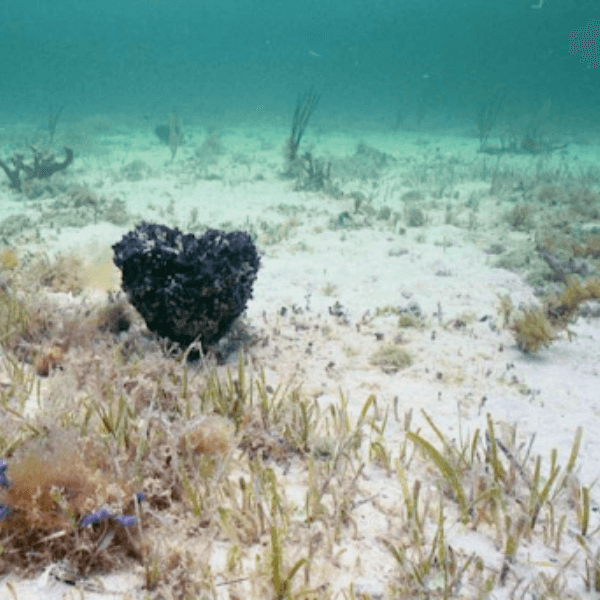 Marine Habitats: Shallow Hardbottom