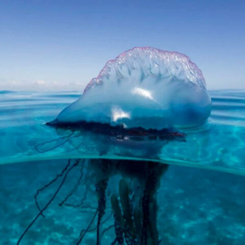 Creature Feature: Portuguese Man O' War - Pigeon Key