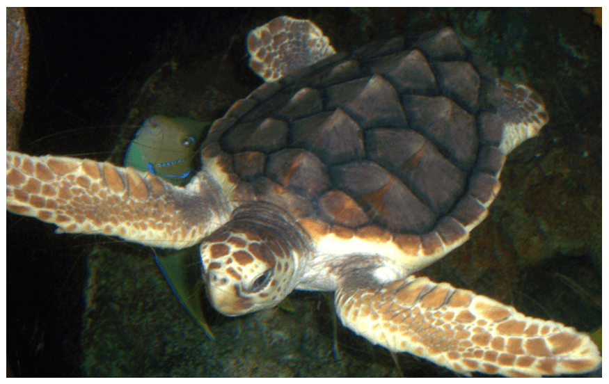 Creature Feature: The Loggerhead Sea Turtle